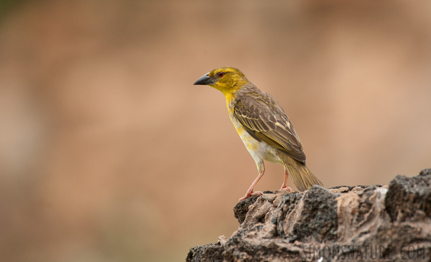 Ploceus cucullatus paroptus [550 mm, 1/160 Sek. bei f / 8.0, ISO 3200]